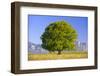 Big Beech as a Single Tree in the Spring-Wolfgang Filser-Framed Photographic Print