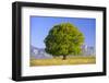 Big Beech as a Single Tree in the Spring-Wolfgang Filser-Framed Photographic Print