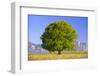 Big Beech as a Single Tree in the Spring-Wolfgang Filser-Framed Photographic Print