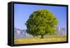 Big Beech as a Single Tree in the Spring-Wolfgang Filser-Framed Stretched Canvas