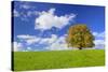 Big Beech on the Meadow as a Single Tree in the Allgau-Wolfgang Filser-Stretched Canvas