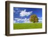 Big Beech on the Meadow as a Single Tree in the Allgau-Wolfgang Filser-Framed Photographic Print