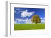 Big Beech on the Meadow as a Single Tree in the Allgau-Wolfgang Filser-Framed Photographic Print