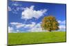 Big Beech on the Meadow as a Single Tree in the Allgau-Wolfgang Filser-Mounted Photographic Print