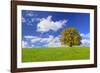 Big Beech on the Meadow as a Single Tree in the Allgau-Wolfgang Filser-Framed Photographic Print