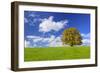 Big Beech on the Meadow as a Single Tree in the Allgau-Wolfgang Filser-Framed Photographic Print