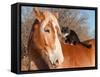 Big Belgian Draft Horse With A Long Haired Black And White Cat Sitting On His Back-Sari ONeal-Framed Stretched Canvas