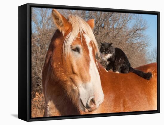 Big Belgian Draft Horse With A Long Haired Black And White Cat Sitting On His Back-Sari ONeal-Framed Stretched Canvas