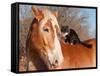 Big Belgian Draft Horse With A Long Haired Black And White Cat Sitting On His Back-Sari ONeal-Framed Stretched Canvas