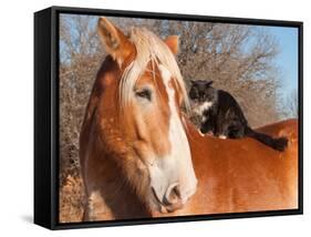 Big Belgian Draft Horse With A Long Haired Black And White Cat Sitting On His Back-Sari ONeal-Framed Stretched Canvas