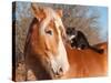 Big Belgian Draft Horse With A Long Haired Black And White Cat Sitting On His Back-Sari ONeal-Stretched Canvas