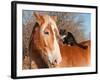 Big Belgian Draft Horse With A Long Haired Black And White Cat Sitting On His Back-Sari ONeal-Framed Photographic Print