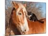 Big Belgian Draft Horse With A Long Haired Black And White Cat Sitting On His Back-Sari ONeal-Mounted Photographic Print