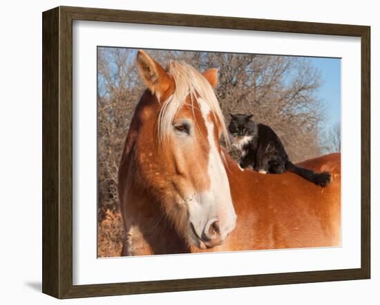 Big Belgian Draft Horse With A Long Haired Black And White Cat Sitting On His Back-Sari ONeal-Framed Photographic Print