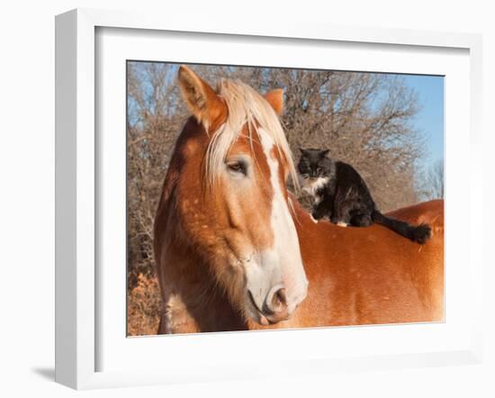 Big Belgian Draft Horse With A Long Haired Black And White Cat Sitting On His Back-Sari ONeal-Framed Photographic Print