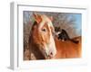 Big Belgian Draft Horse With A Long Haired Black And White Cat Sitting On His Back-Sari ONeal-Framed Photographic Print