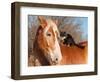 Big Belgian Draft Horse With A Long Haired Black And White Cat Sitting On His Back-Sari ONeal-Framed Photographic Print