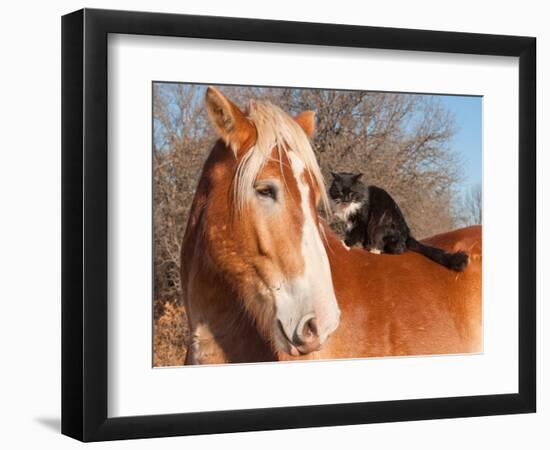 Big Belgian Draft Horse With A Long Haired Black And White Cat Sitting On His Back-Sari ONeal-Framed Photographic Print