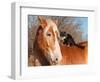 Big Belgian Draft Horse With A Long Haired Black And White Cat Sitting On His Back-Sari ONeal-Framed Photographic Print