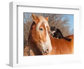 Big Belgian Draft Horse With A Long Haired Black And White Cat Sitting On His Back-Sari ONeal-Framed Photographic Print