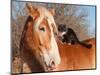 Big Belgian Draft Horse With A Long Haired Black And White Cat Sitting On His Back-Sari ONeal-Mounted Photographic Print