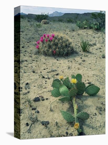 Big Bend National Park, Chihuahuan Desert, Texas, USA Strawberry Cactus and Prickly Pear Cactus-Rolf Nussbaumer-Stretched Canvas