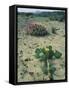 Big Bend National Park, Chihuahuan Desert, Texas, USA Strawberry Cactus and Prickly Pear Cactus-Rolf Nussbaumer-Framed Stretched Canvas