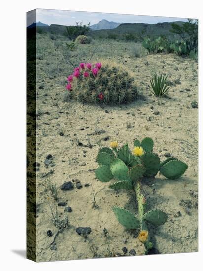 Big Bend National Park, Chihuahuan Desert, Texas, USA Strawberry Cactus and Prickly Pear Cactus-Rolf Nussbaumer-Stretched Canvas