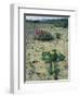 Big Bend National Park, Chihuahuan Desert, Texas, USA Strawberry Cactus and Prickly Pear Cactus-Rolf Nussbaumer-Framed Premium Photographic Print