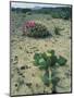 Big Bend National Park, Chihuahuan Desert, Texas, USA Strawberry Cactus and Prickly Pear Cactus-Rolf Nussbaumer-Mounted Premium Photographic Print