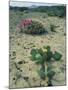 Big Bend National Park, Chihuahuan Desert, Texas, USA Strawberry Cactus and Prickly Pear Cactus-Rolf Nussbaumer-Mounted Photographic Print