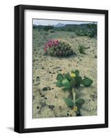 Big Bend National Park, Chihuahuan Desert, Texas, USA Strawberry Cactus and Prickly Pear Cactus-Rolf Nussbaumer-Framed Photographic Print