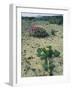 Big Bend National Park, Chihuahuan Desert, Texas, USA Strawberry Cactus and Prickly Pear Cactus-Rolf Nussbaumer-Framed Photographic Print