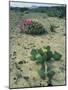 Big Bend National Park, Chihuahuan Desert, Texas, USA Strawberry Cactus and Prickly Pear Cactus-Rolf Nussbaumer-Mounted Photographic Print
