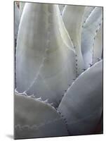 Big Bend National Park, Close-Up Detail, Yucca Plant, Texas, Usa-Gerry Reynolds-Mounted Photographic Print