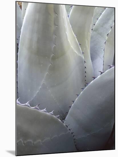 Big Bend National Park, Close-Up Detail, Yucca Plant, Texas, Usa-Gerry Reynolds-Mounted Photographic Print