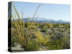 Big Bend National Park, Texas, USA-Ethel Davies-Stretched Canvas