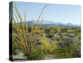 Big Bend National Park, Texas, USA-Ethel Davies-Stretched Canvas