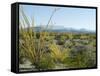 Big Bend National Park, Texas, USA-Ethel Davies-Framed Stretched Canvas