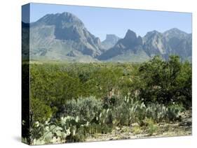 Big Bend National Park, Texas, USA-Ethel Davies-Stretched Canvas