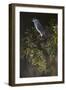 Big Bird-Rusty Frentner-Framed Giclee Print