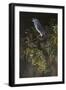 Big Bird-Rusty Frentner-Framed Giclee Print