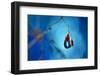 Big blue-Heidi Westum-Framed Photographic Print