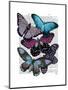 Big Bold Butterflies 5-Fab Funky-Mounted Art Print