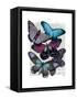 Big Bold Butterflies 5-Fab Funky-Framed Stretched Canvas