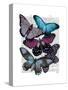 Big Bold Butterflies 5-Fab Funky-Stretched Canvas