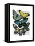 Big Bold Butterflies 6-Fab Funky-Framed Stretched Canvas