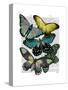 Big Bold Butterflies 6-Fab Funky-Stretched Canvas