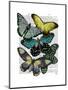 Big Bold Butterflies 6-Fab Funky-Mounted Art Print