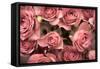 Big Bouquet of Pink Roses Horizontal-Denis Karpenkov-Framed Stretched Canvas